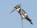Pied Kingfisher.jpg